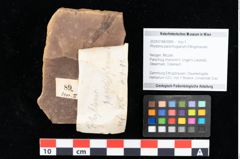 Foto (Objekt + Etikett) von Rhytisma parschlugianum Ettingshausen (NHMW-GEO-2024-0188-0089)